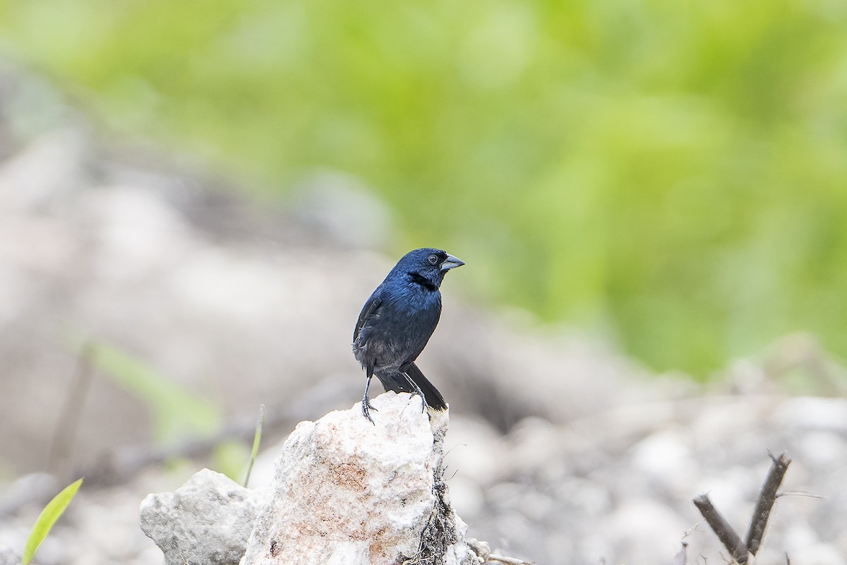 Blue-black Grassquit - Jérôme Benezet