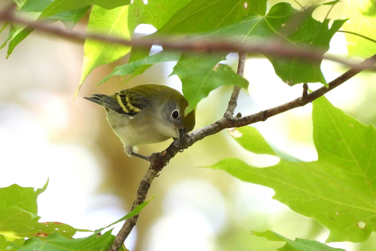 Chestnut-sided Warbler - ML623876247