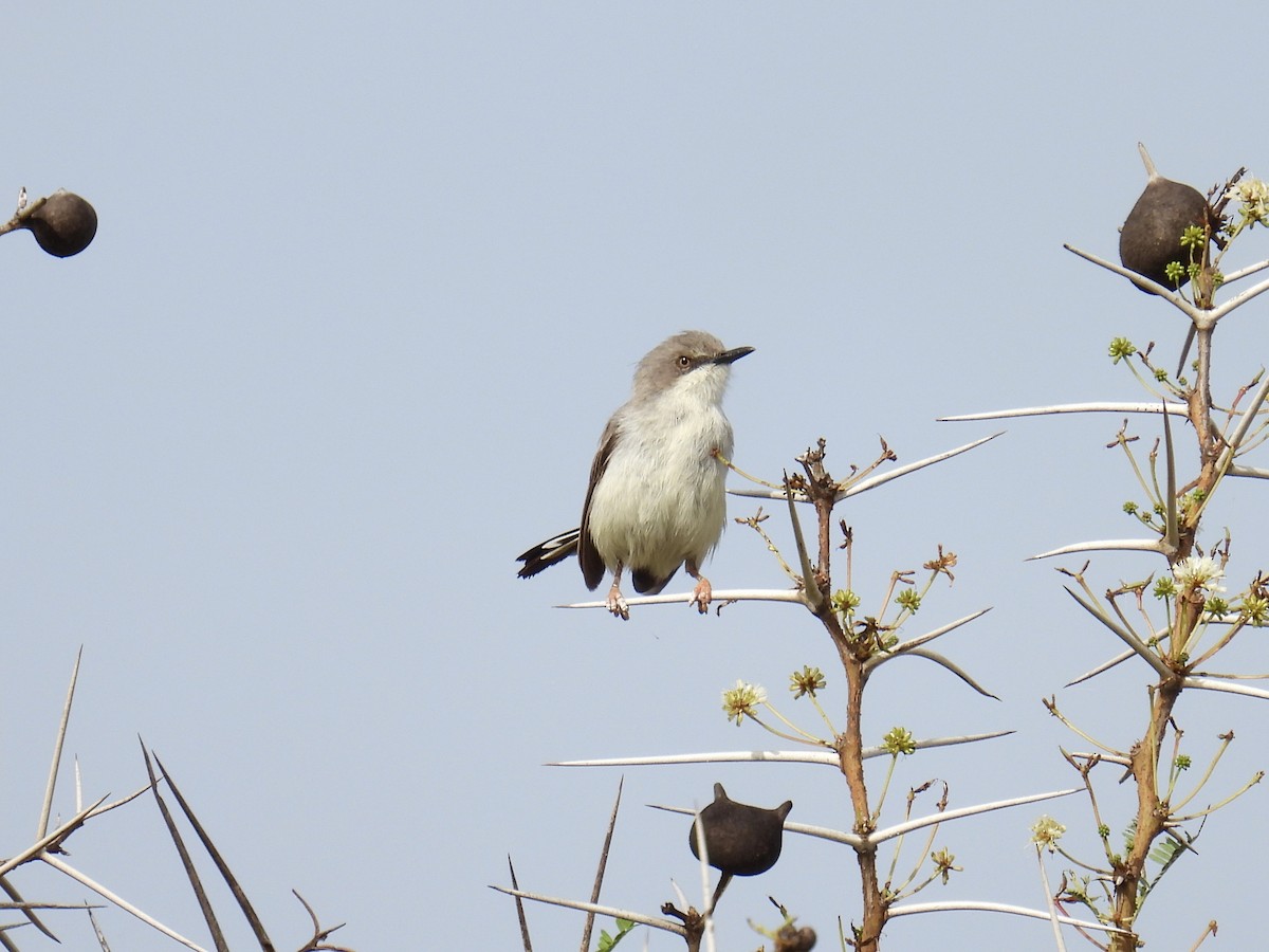 Apalis du Karamoja - ML623876251