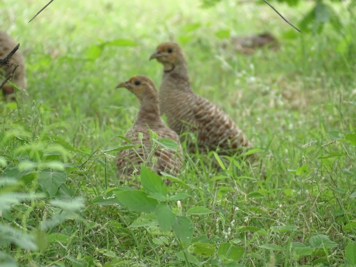 Gray Francolin - ML623876252