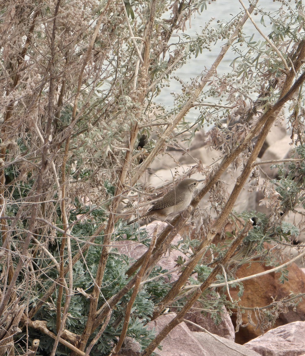 Northern House Wren - ML623876286