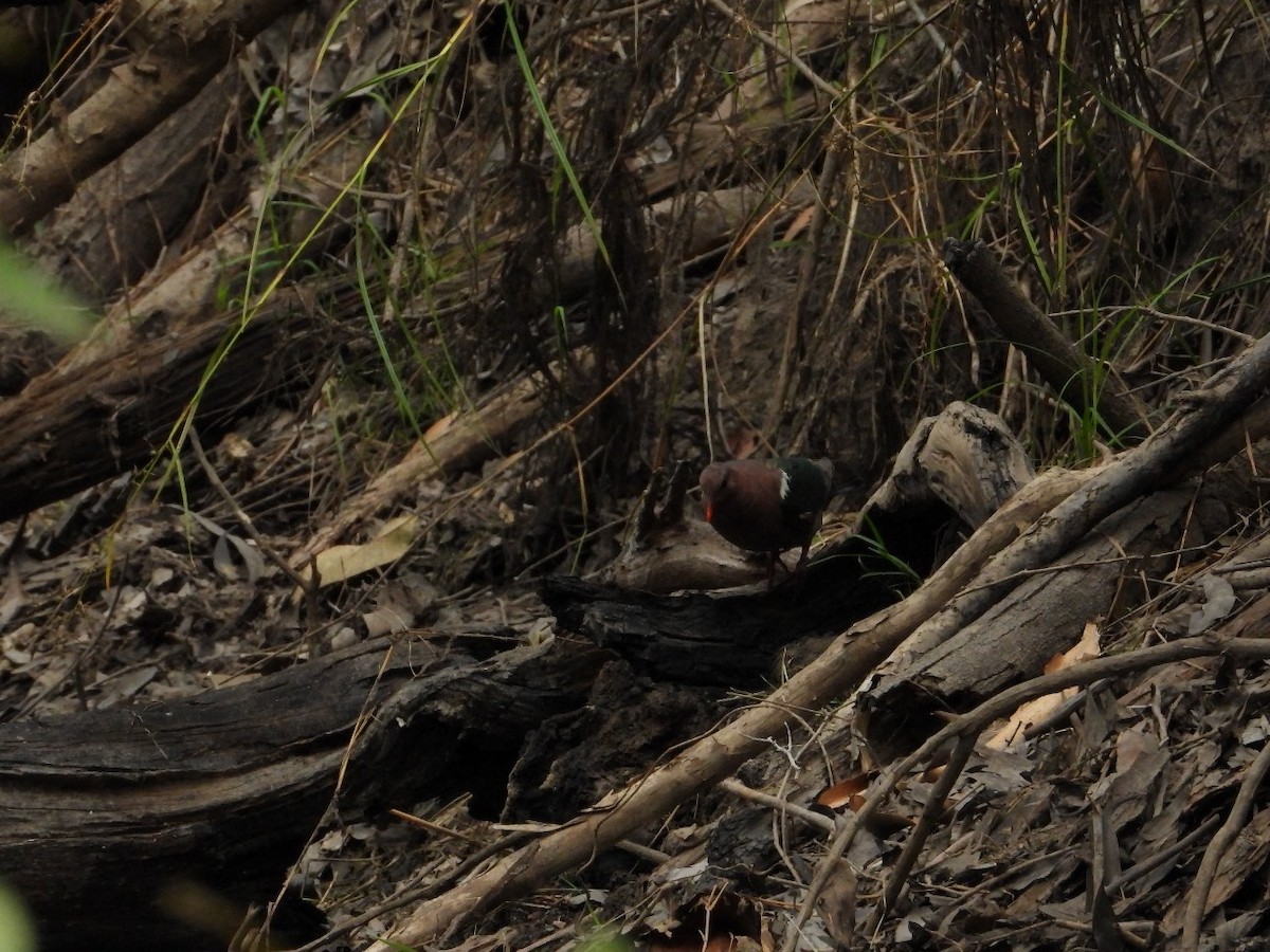 Pacific Emerald Dove - ML623876296