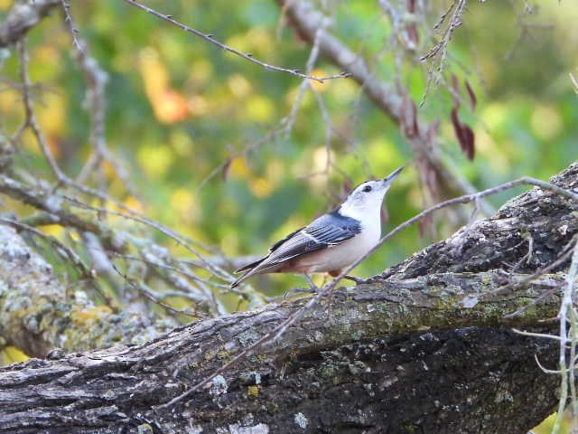 White-breasted Nuthatch - ML623876309