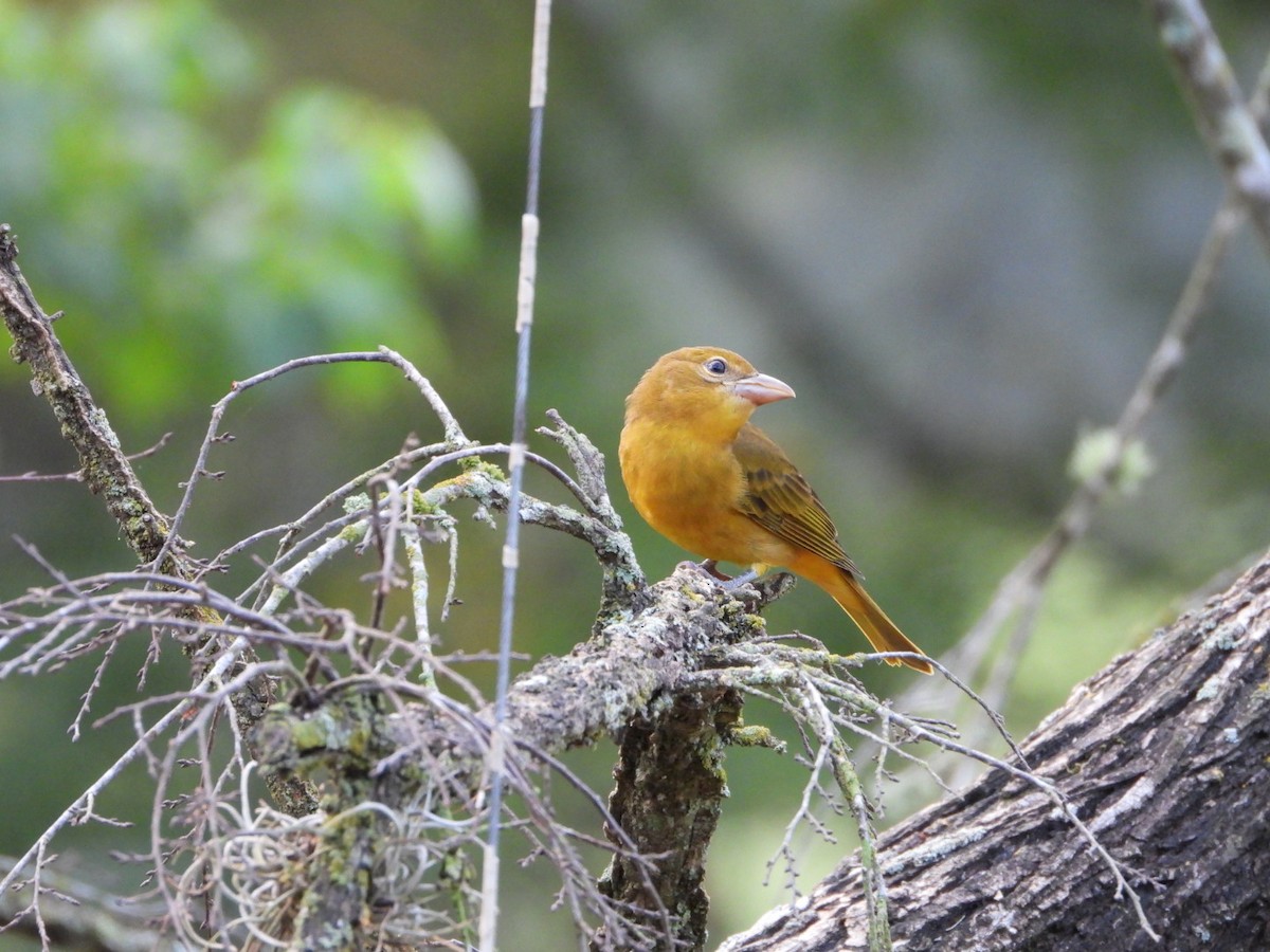 Summer Tanager - ML623876321