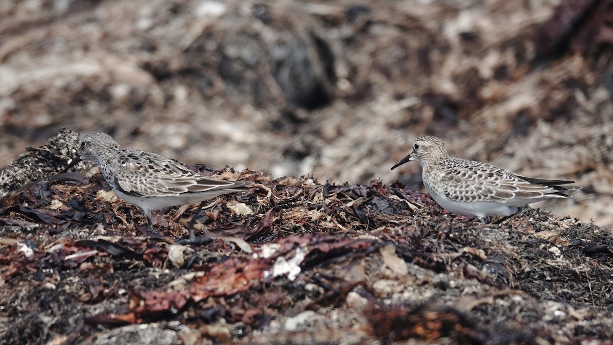 White-rumped Sandpiper - ML623876324