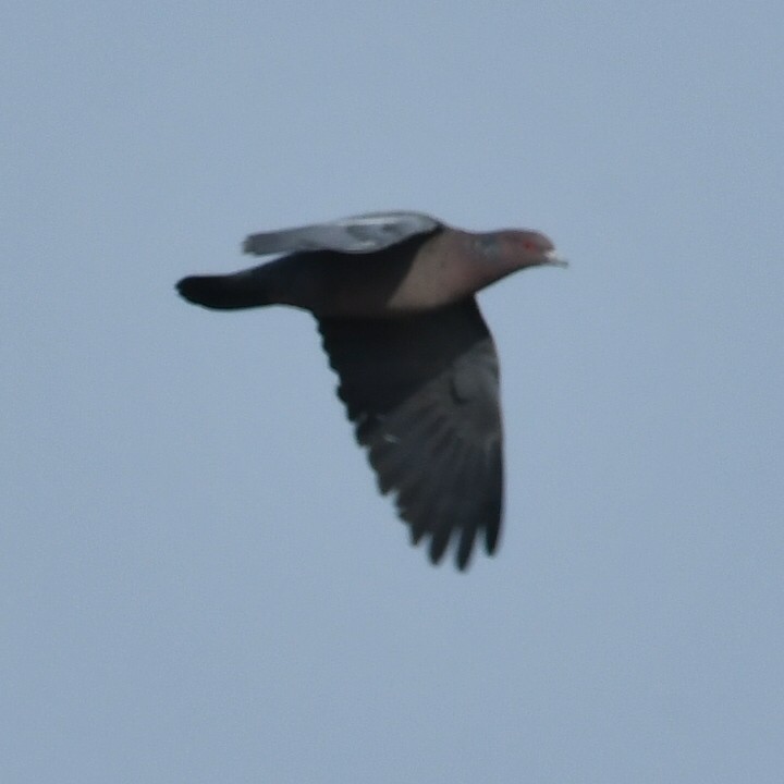 Picazuro Pigeon - ML623876329