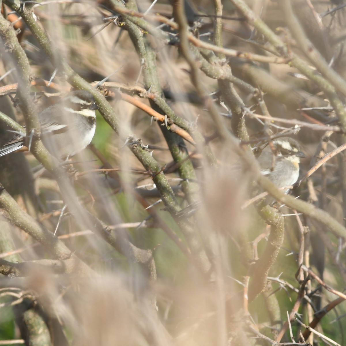 Ringed Warbling Finch - ML623876342