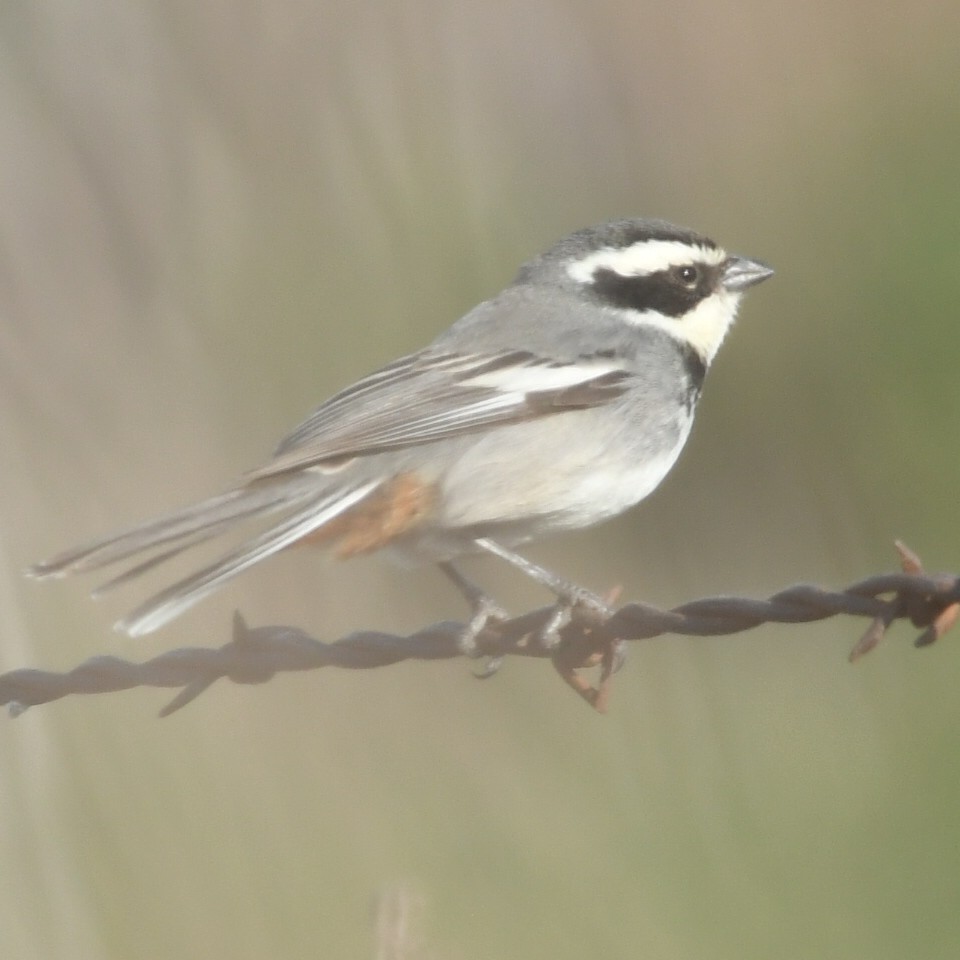 Ringed Warbling Finch - ML623876348