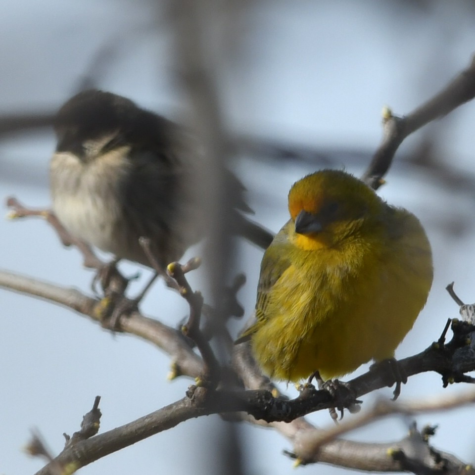 Saffron Finch - ML623876349