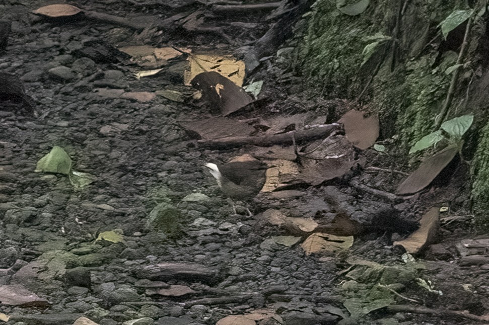 Buff-rumped Warbler - ML623876358