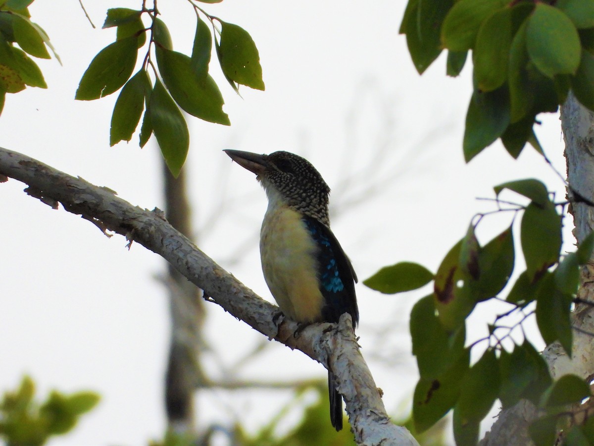 Spangled Kookaburra - Yasin Chumaedi