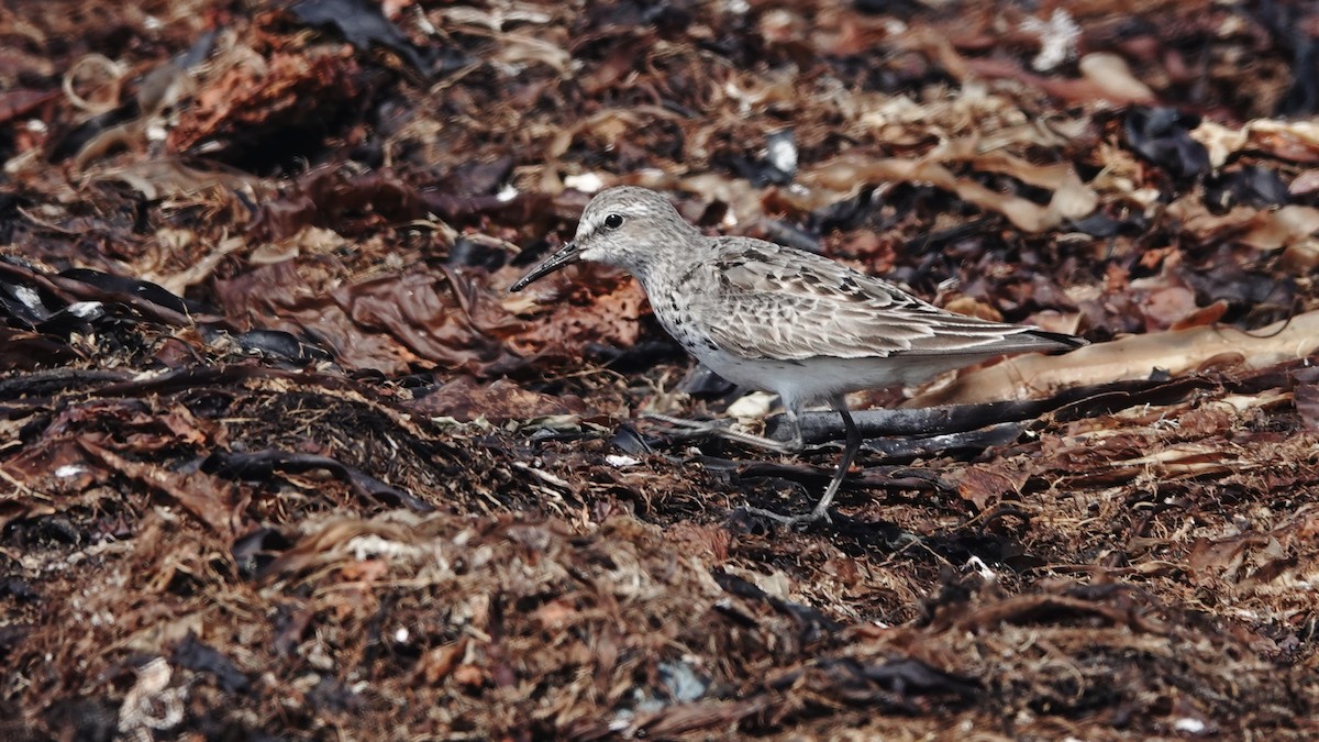 White-rumped Sandpiper - ML623876377