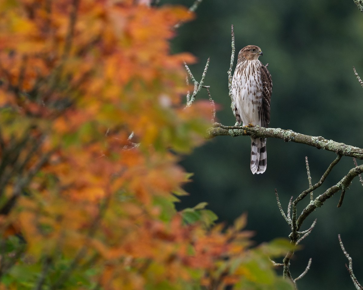 Cooper's Hawk - ML623876408