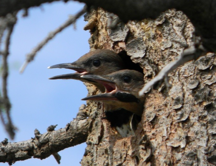 Northern Flicker (Yellow-shafted) - ML62387641