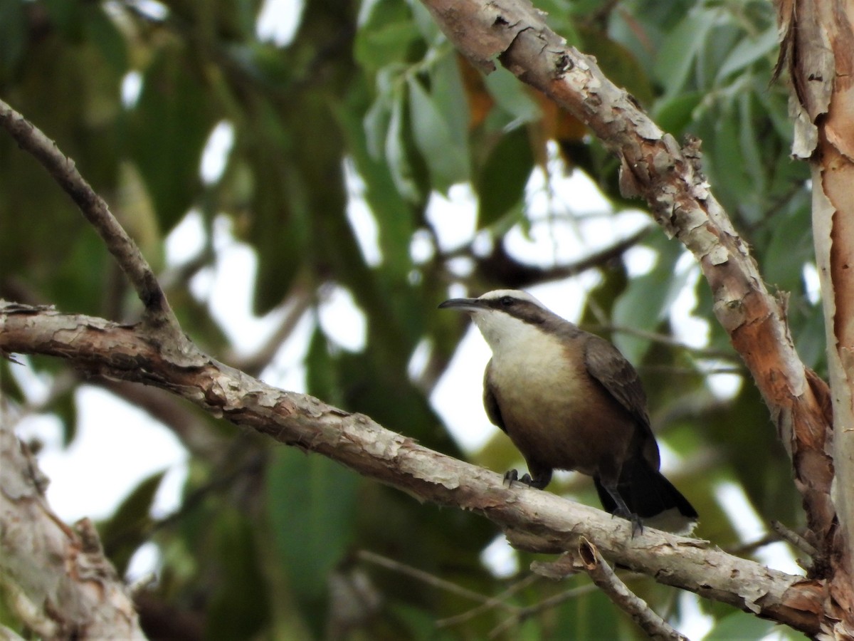 Gray-crowned Babbler - ML623876414