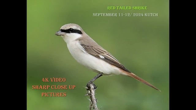 Red-tailed Shrike - ML623876415