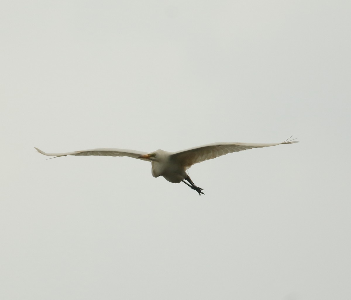 Great Egret - ML623876418