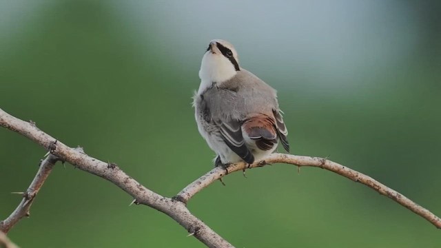 Сорокопуд горихвістковий - ML623876439