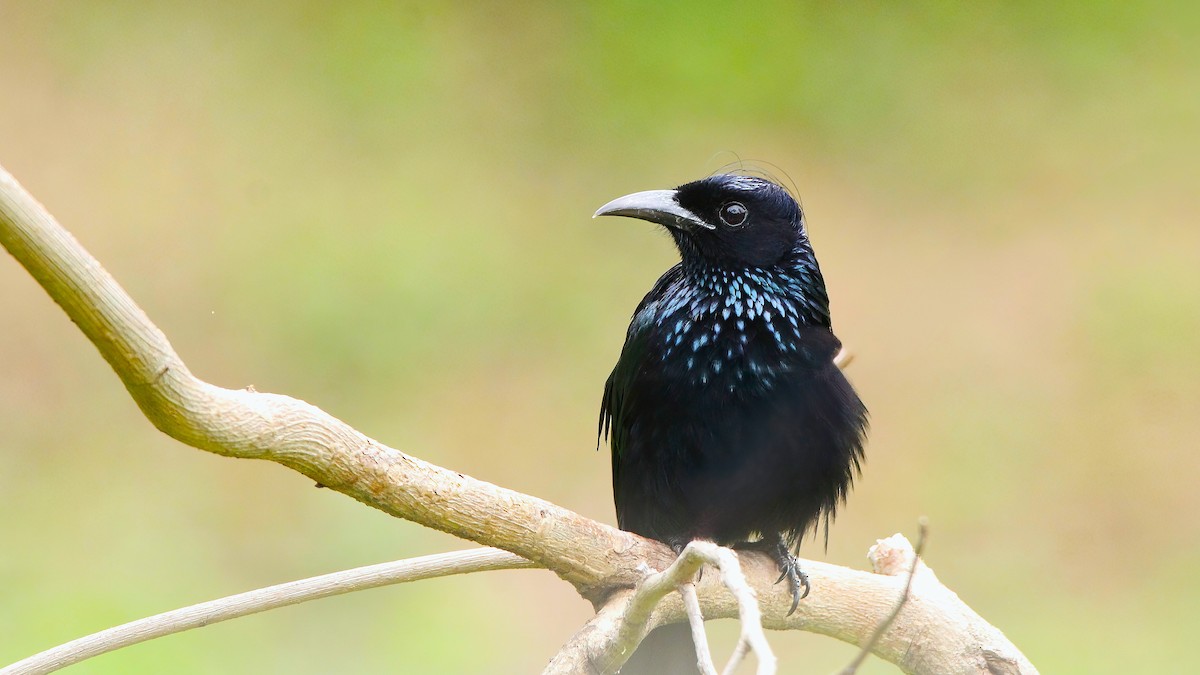 Hair-crested Drongo - ML623876441