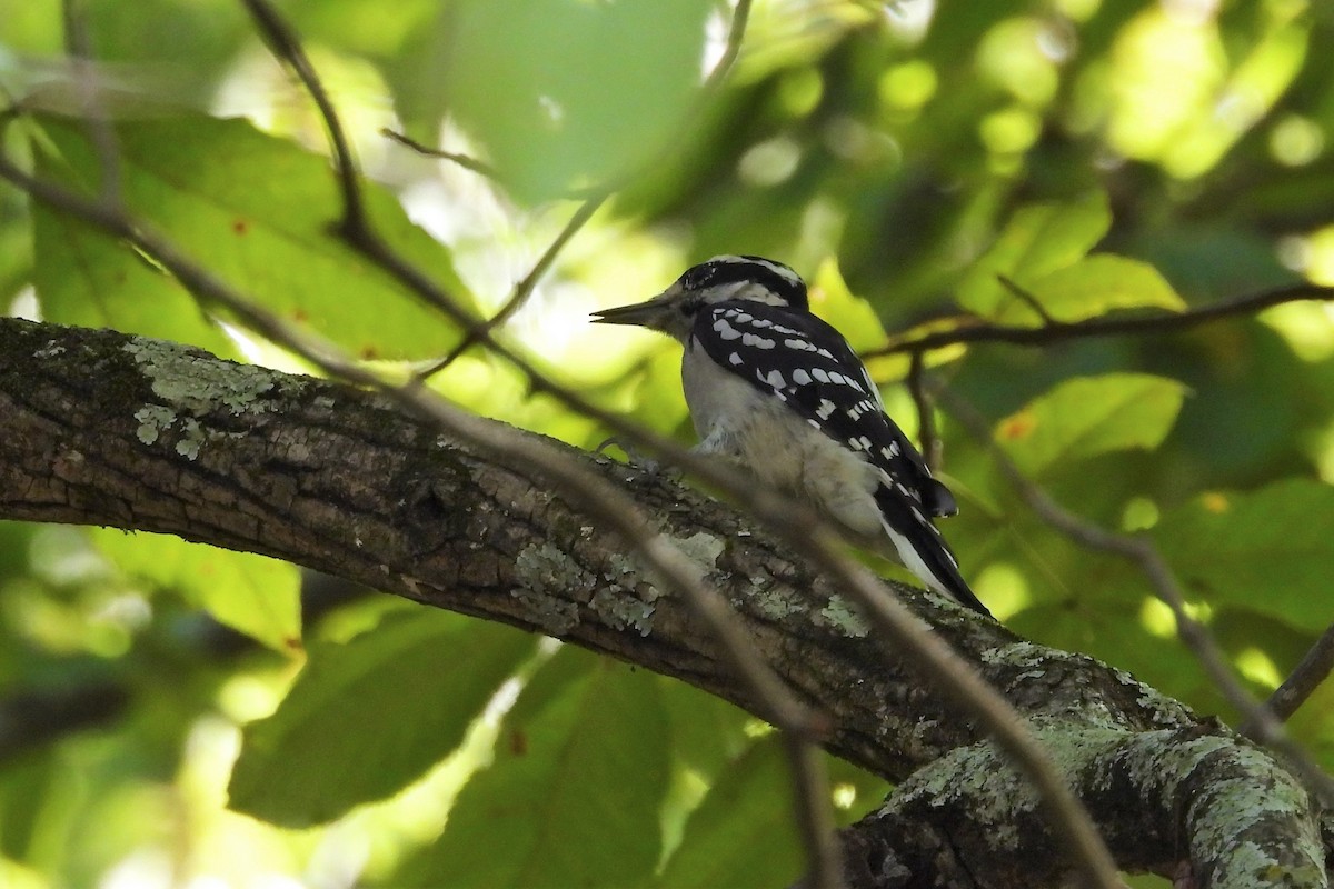 Hairy Woodpecker - ML623876443