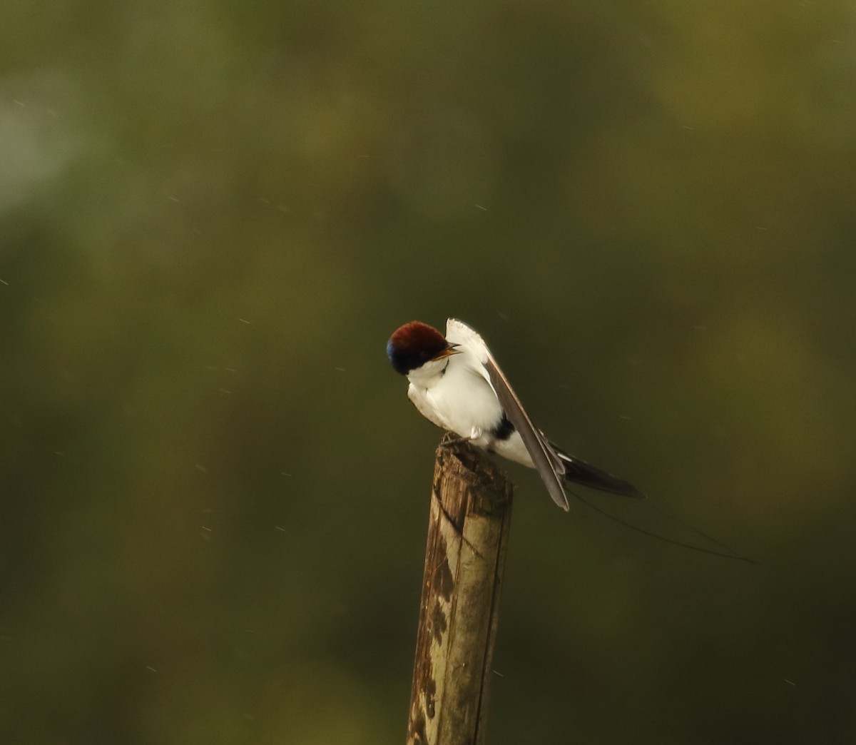 Wire-tailed Swallow - ML623876445