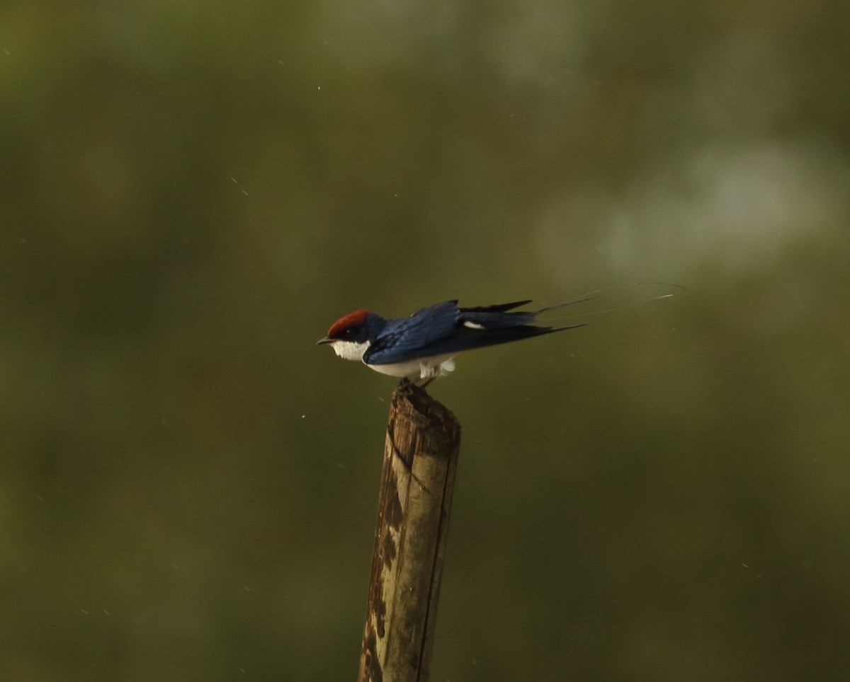 Wire-tailed Swallow - ML623876446