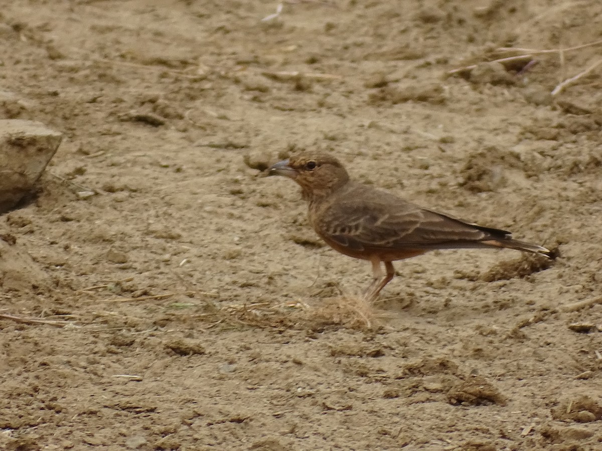 Rufous-tailed Lark - ML623876450