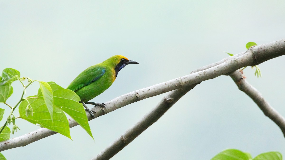 Golden-fronted Leafbird - ML623876452