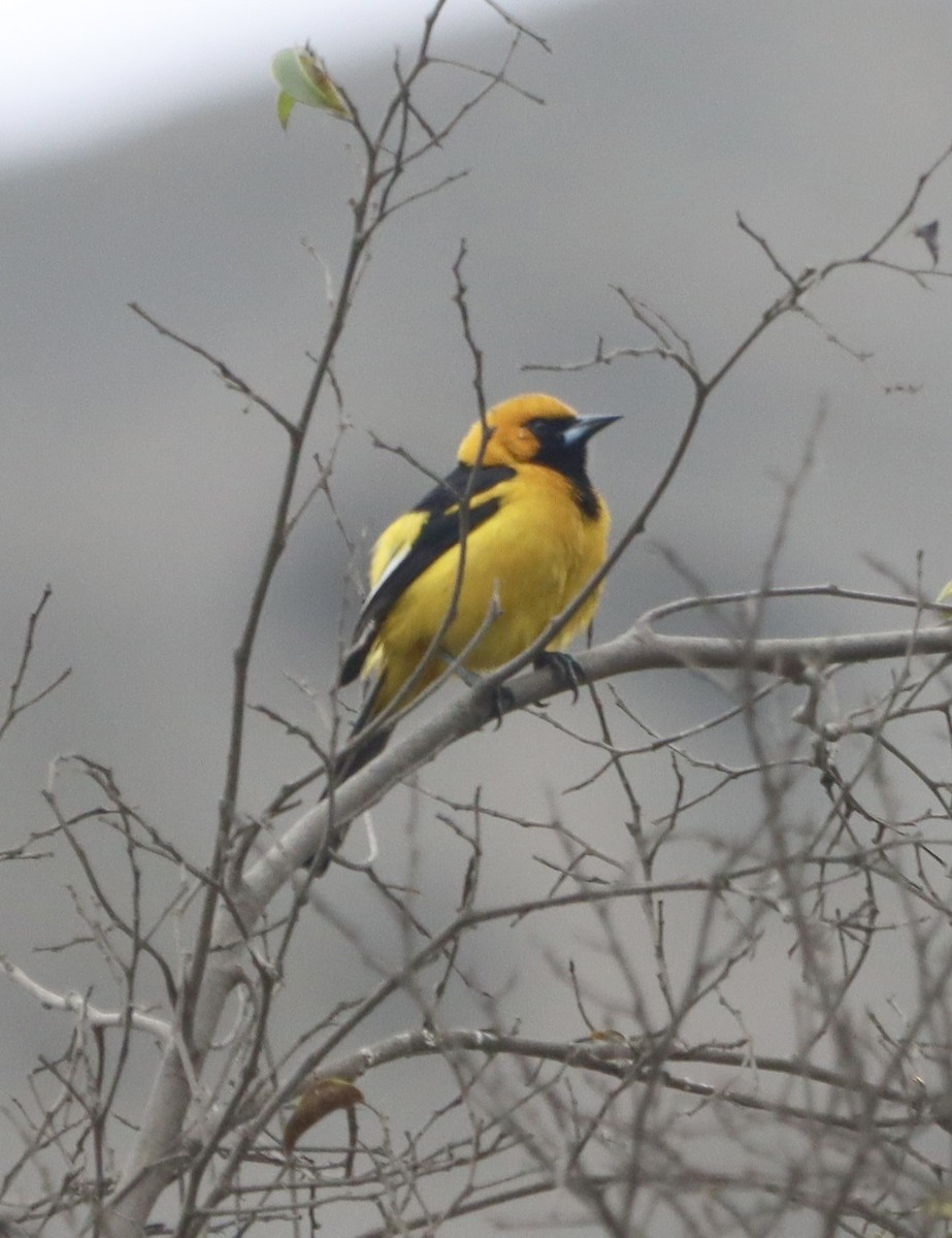 White-edged Oriole - ML623876457