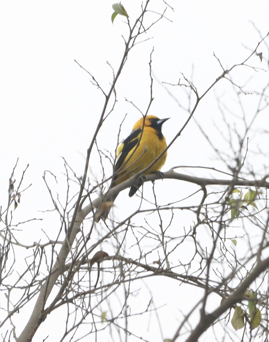 White-edged Oriole - Angel Cárdenas