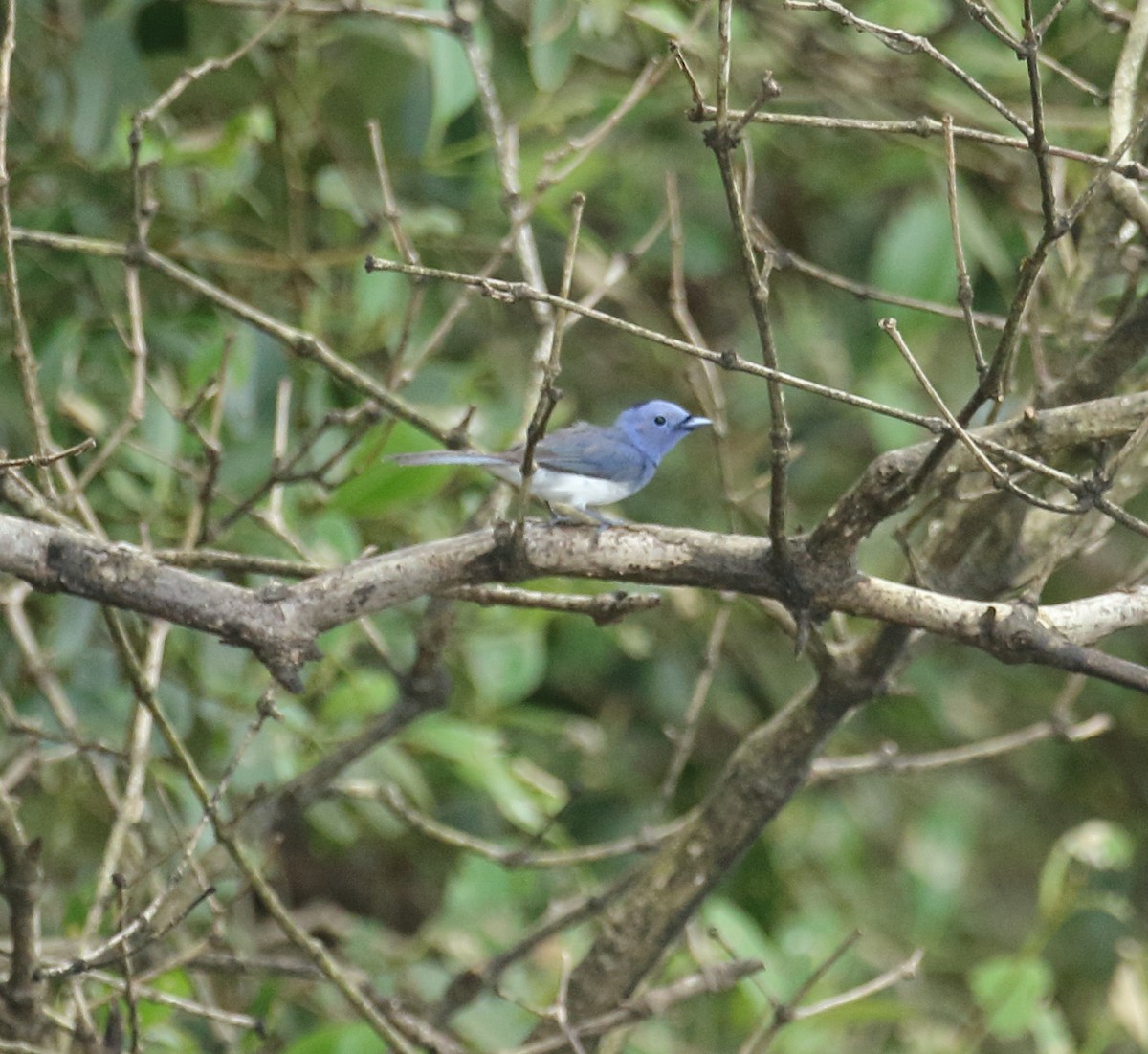 Black-naped Monarch - ML623876459