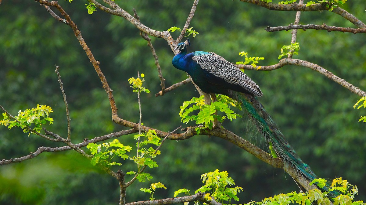 Indian Peafowl - ML623876461