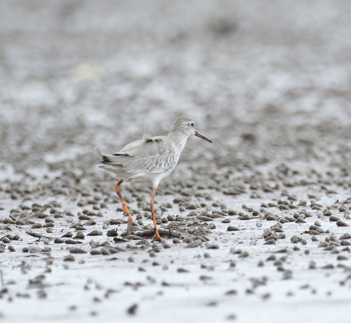 Common Redshank - ML623876464