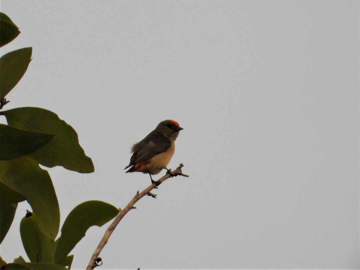 Red-capped Flowerpecker - ML623876465