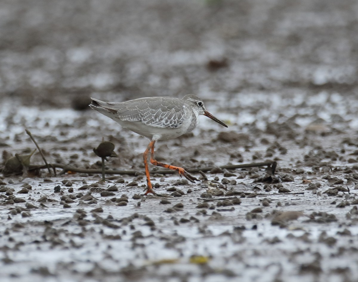 Common Redshank - ML623876466