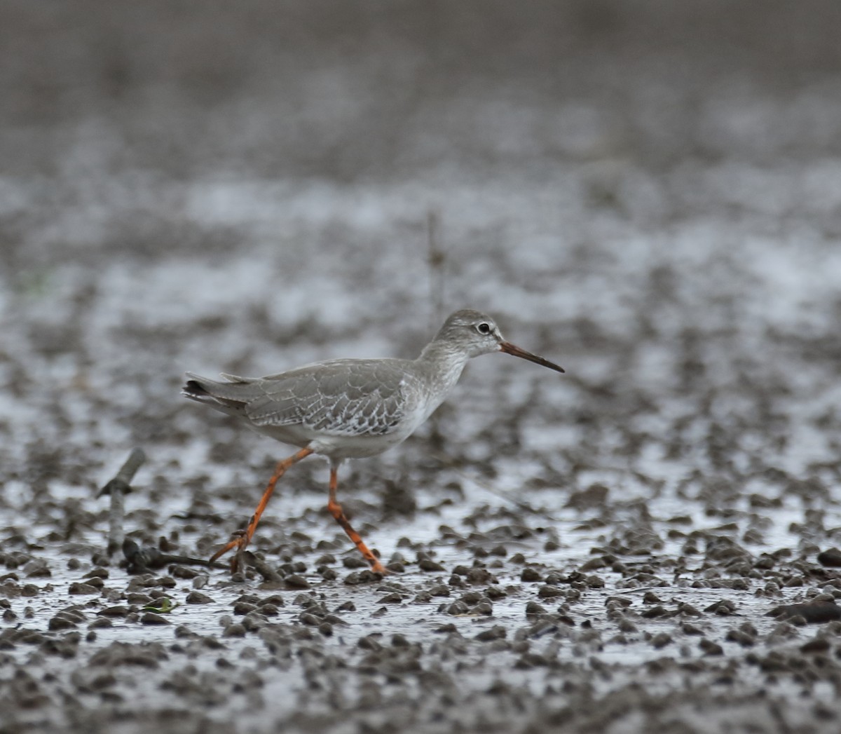 Common Redshank - Savio Fonseca (www.avocet-peregrine.com)