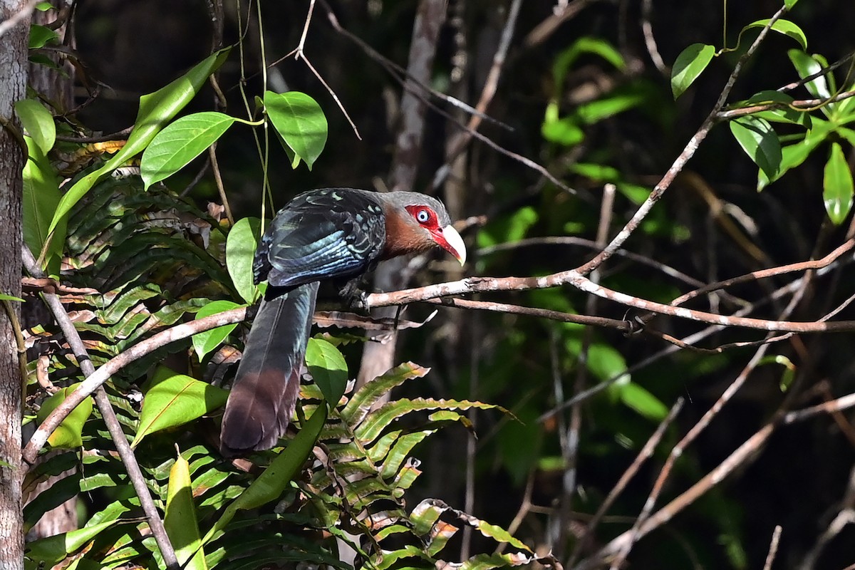 Kızıl Malkoha [curvirostris grubu] - ML623876480