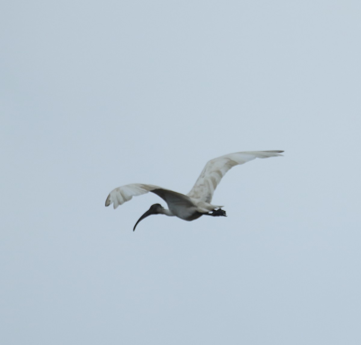 Black-headed Ibis - ML623876489