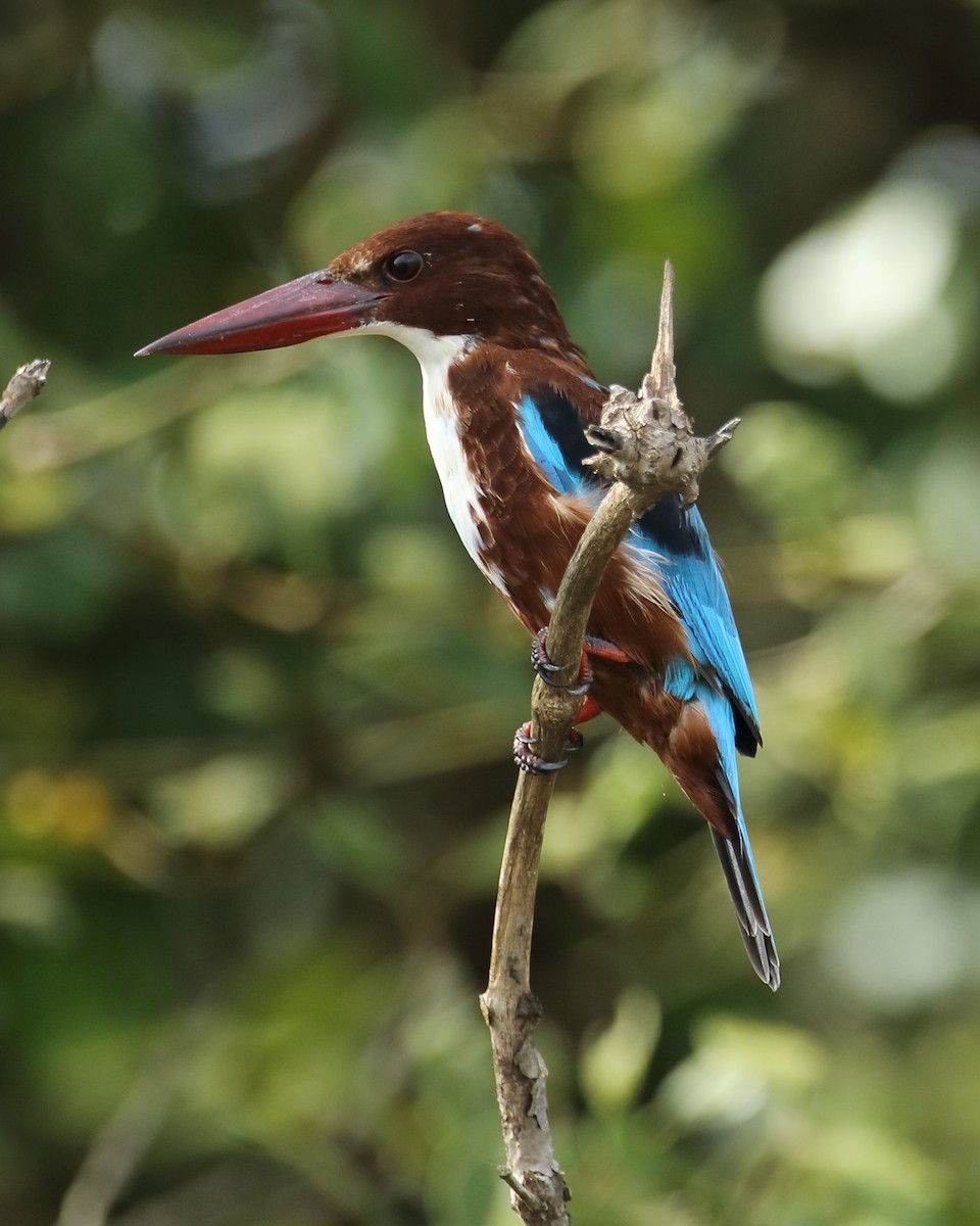 White-throated Kingfisher - ML623876497