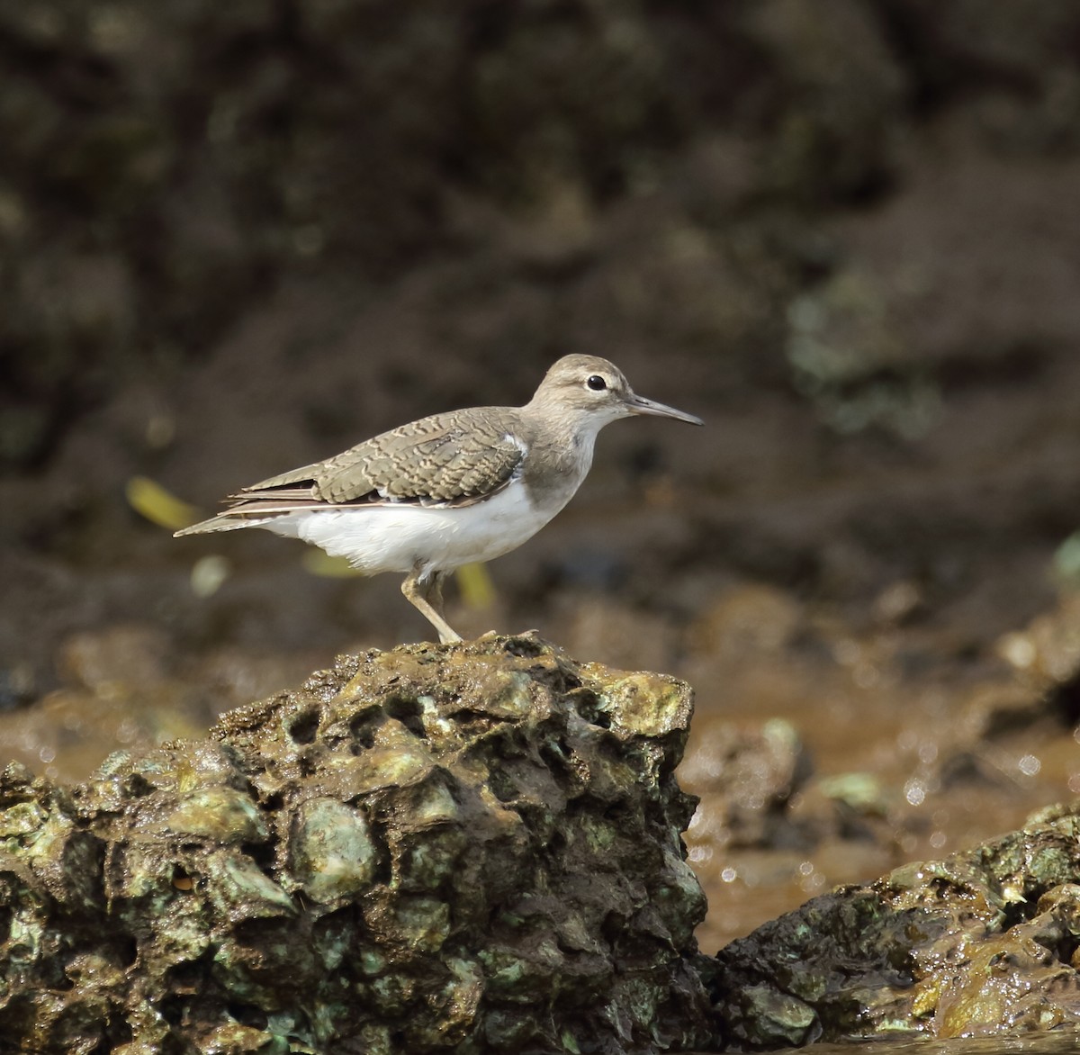 Common Sandpiper - ML623876510