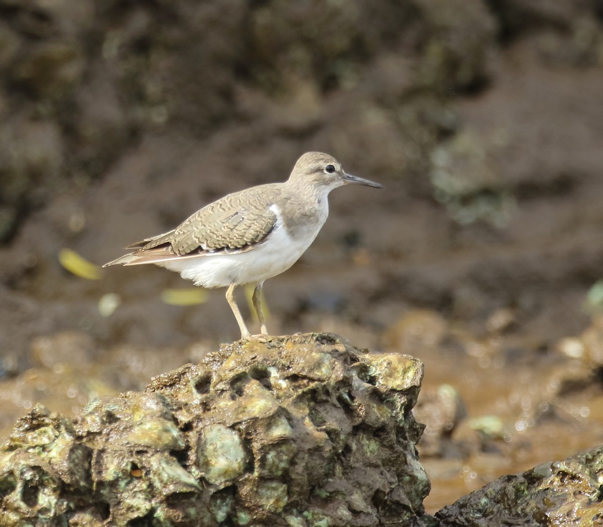 Common Sandpiper - ML623876512