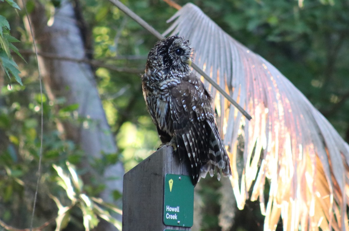 Barred Owl - Elaine Grose