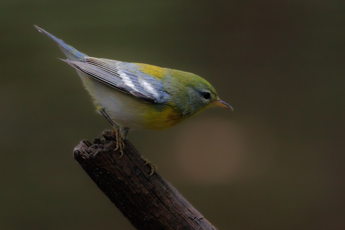 Northern Parula - ML623876522