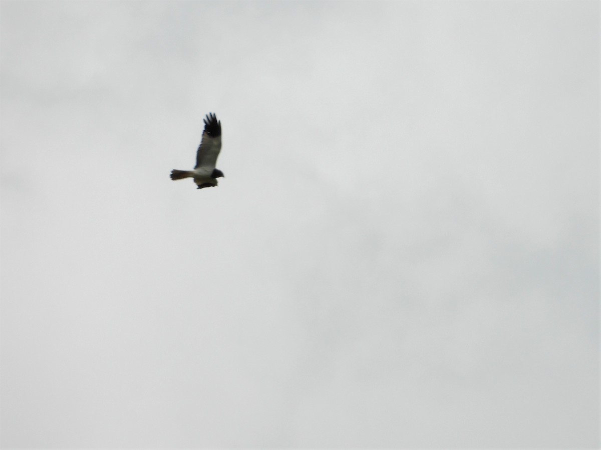 Papuan Harrier - ML623876526