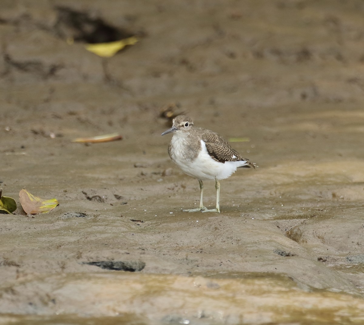 Common Sandpiper - ML623876545