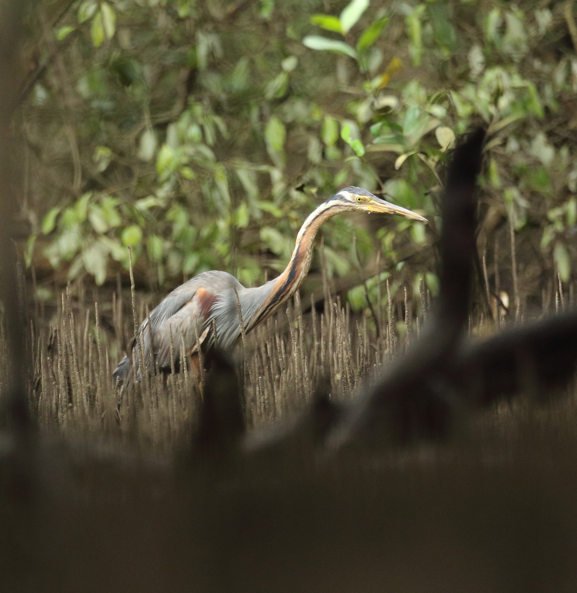 Purple Heron - ML623876553