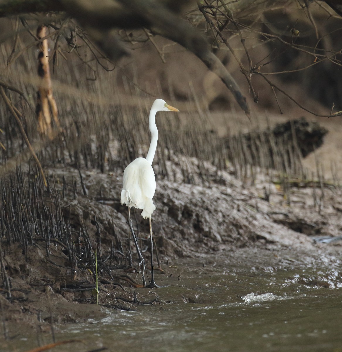 Great Egret - ML623876562