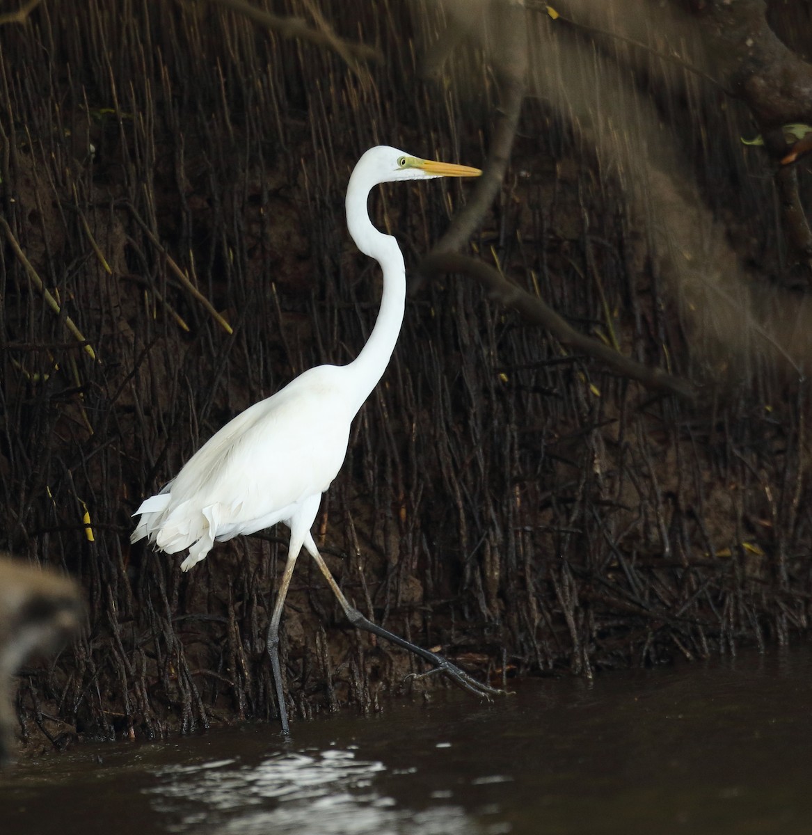 Great Egret - ML623876569