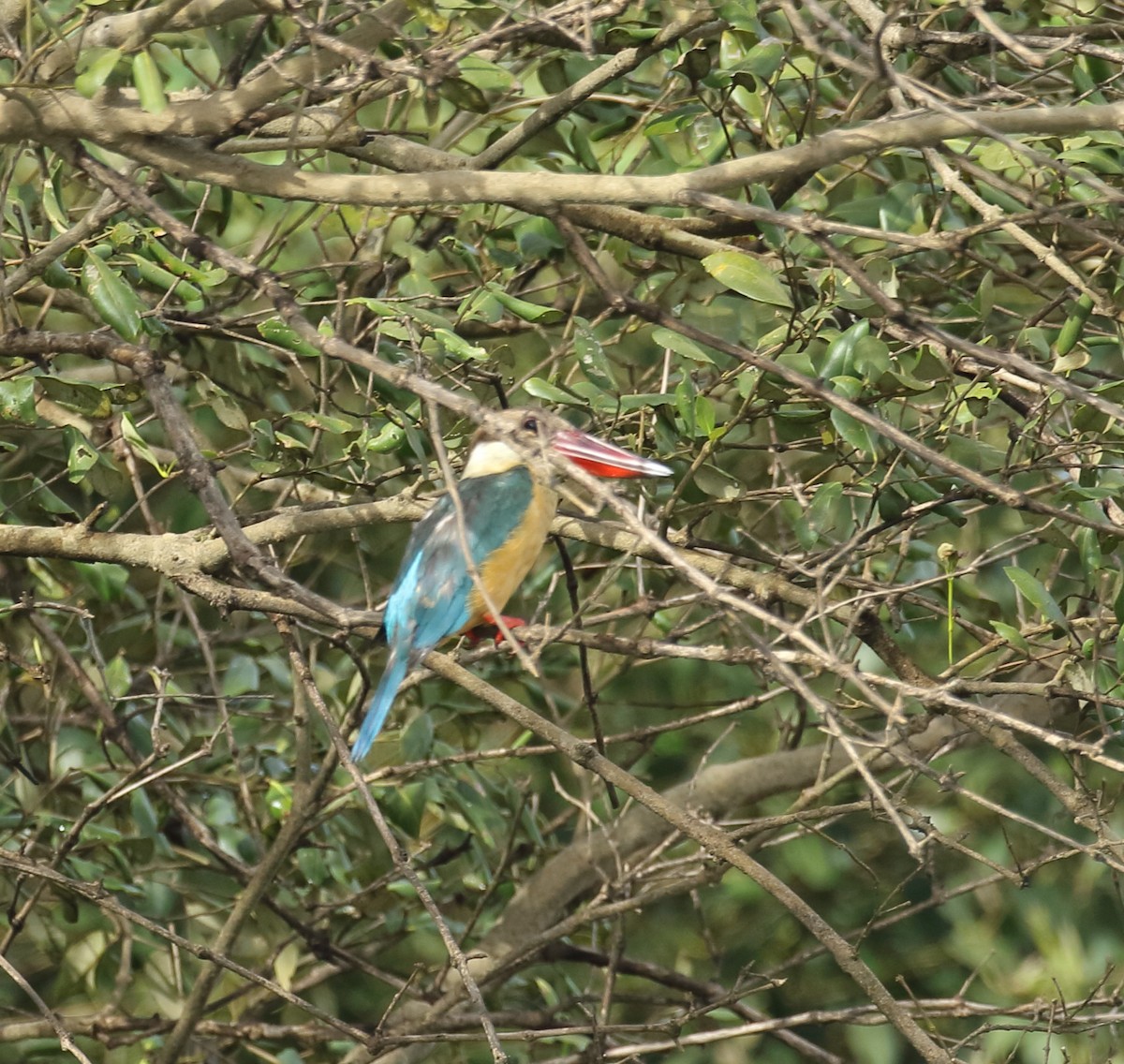 Stork-billed Kingfisher - ML623876576