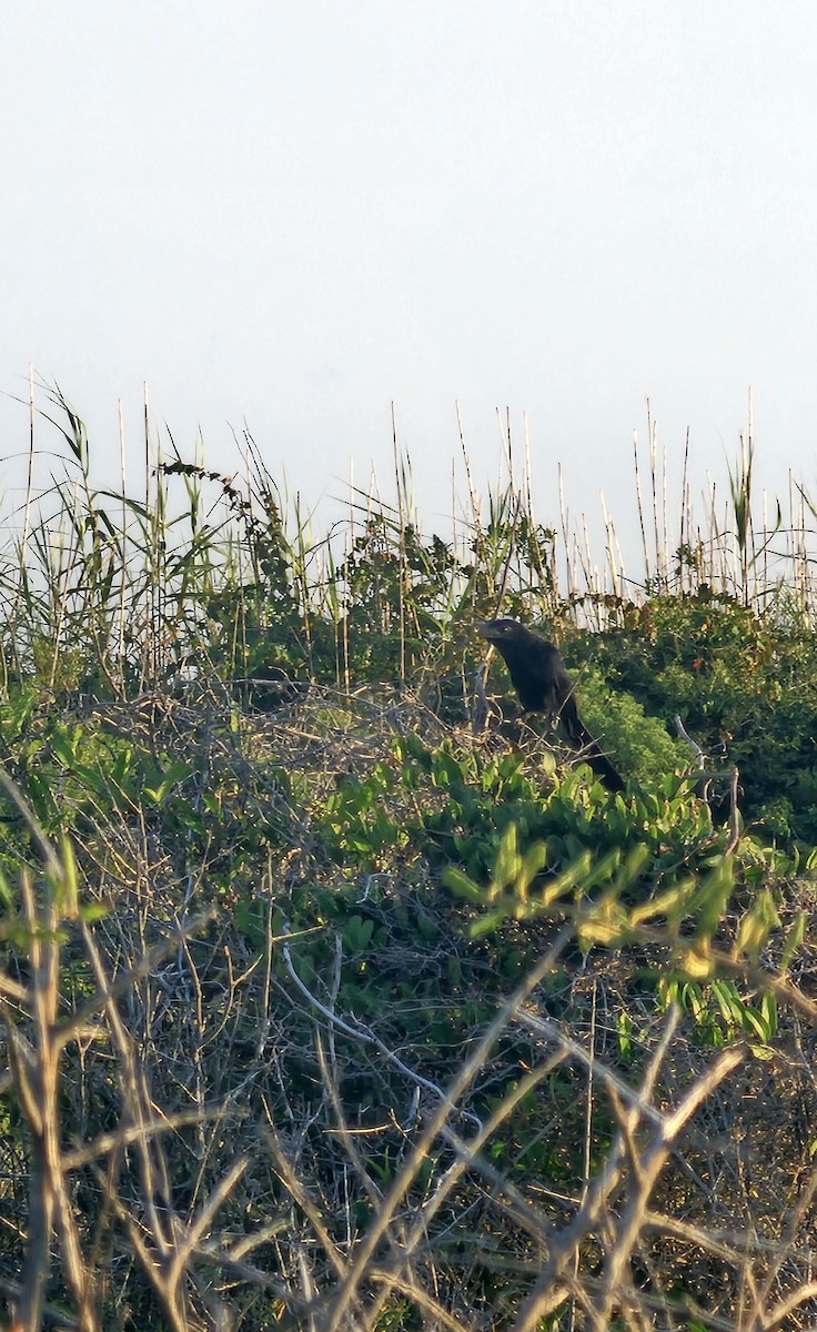 Groove-billed Ani - ML623876582